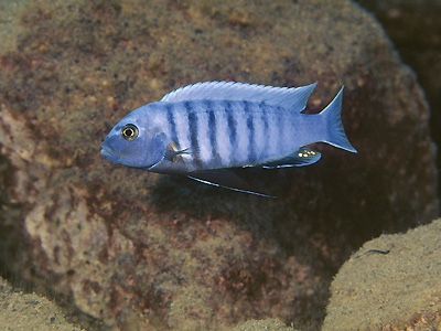 Maylandia sciasma 'Magunga'